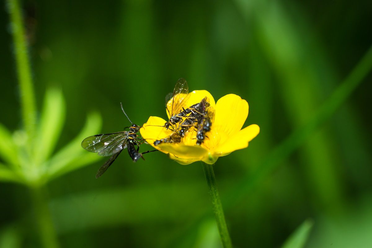 środek na ziemiórki fot. Adobe Stock