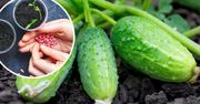 Wysiewając ogórki, ogrodnicy stosują ten trik. Z nasion wyrastają dorodne okazy!