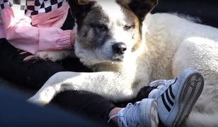 Pies wrócił do właścicieli po 101 dniach. Ostatni raz był widziany w czasie pożarów w Kalifornii
