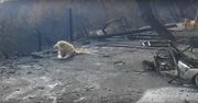 Kalifornia: Pies czekał na właścicieli przy ruinach spalonego domu