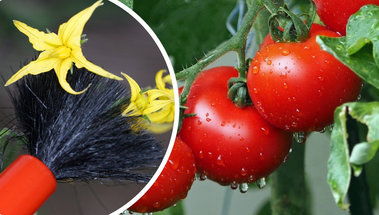 Ogrodnik zdradził trik na podwójne plony pomidorów. Braknie ci koszy, by je pomieścić