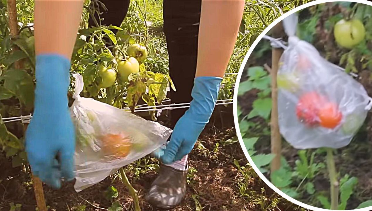 Załóż foliowy worek na zielone pomidory. To sprawdzona sztuczka ogrodników