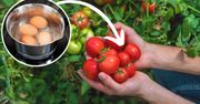 Nie wylewam wody po ugotowaniu jajek. Jest zbyt cenna do pomidorów