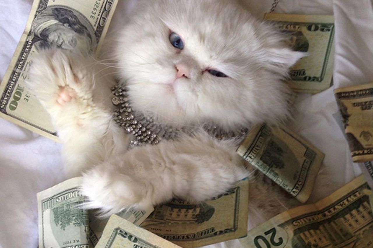 Koty przy forsie. 50 Cent mógłby się uczyć