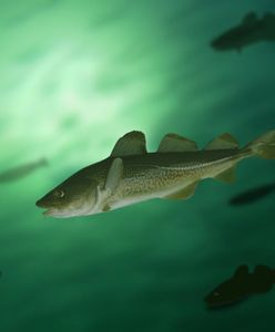 Daj dziecku dorsza. To może być ostatnia okazja na spróbowanie, jak smakuje ta ryba