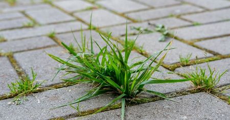 Mikstura z naparem z orzecha włoskiego wyżre chwasty aż do korzeni