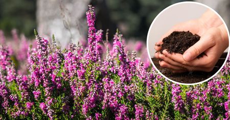 Posypuję tym ziemię dookoła wrzosów. Rosną pięknie i nie gubią kwiatów