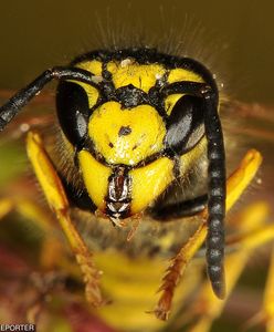 Groźne użądlenia. Główny Inspektorat Sanitarny wydał ostrzeżenie