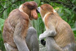 Zamość domaga się nosaczy w zoo. Wicedyrektor zapewnia, że robił, co mógł