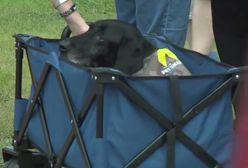 Ten pies wykrył ponad 300 ładunków wybuchowych. Tak żegnało go wojsko