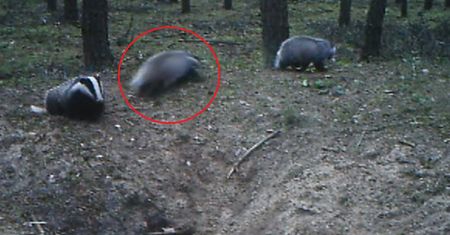 To najbardziej rozrywkowy borsuk, jakiego widzieliście. Beztrosko hula po wielkopolskim lesie