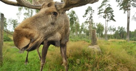 Ministerstwo Środowiska chce pozwolić na odstrzał łosi. "Spływają do nas skargi"