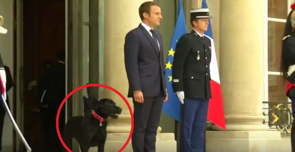 Macron przygarnął psa ze schroniska. Nemo szybko podbił serca Francuzów