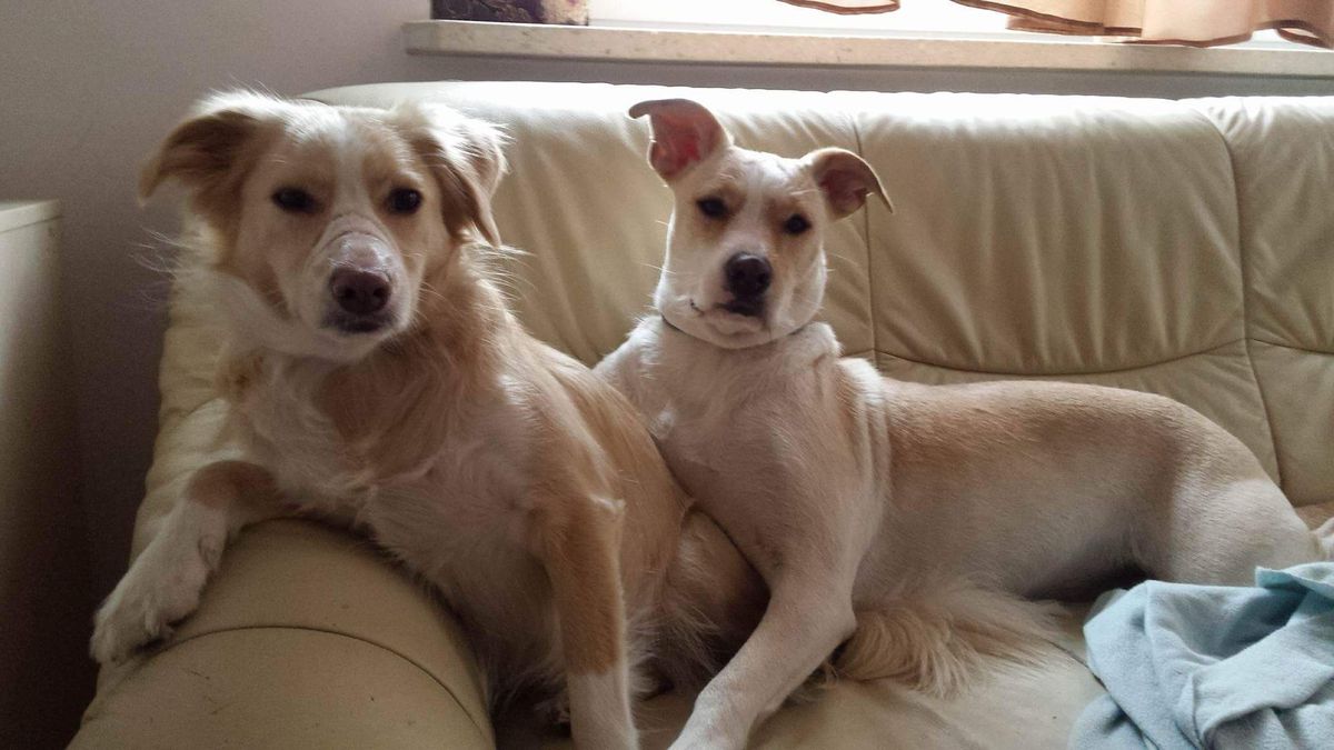 Gdy Herma została odnaleziona, jej pysk był bardzo poraniony.