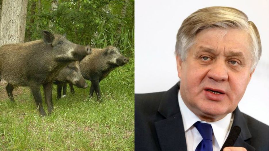 Dziki w polskim lesie/ Minister środowiska