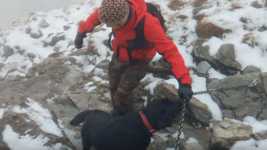 Pies został uratowany przez turystów.