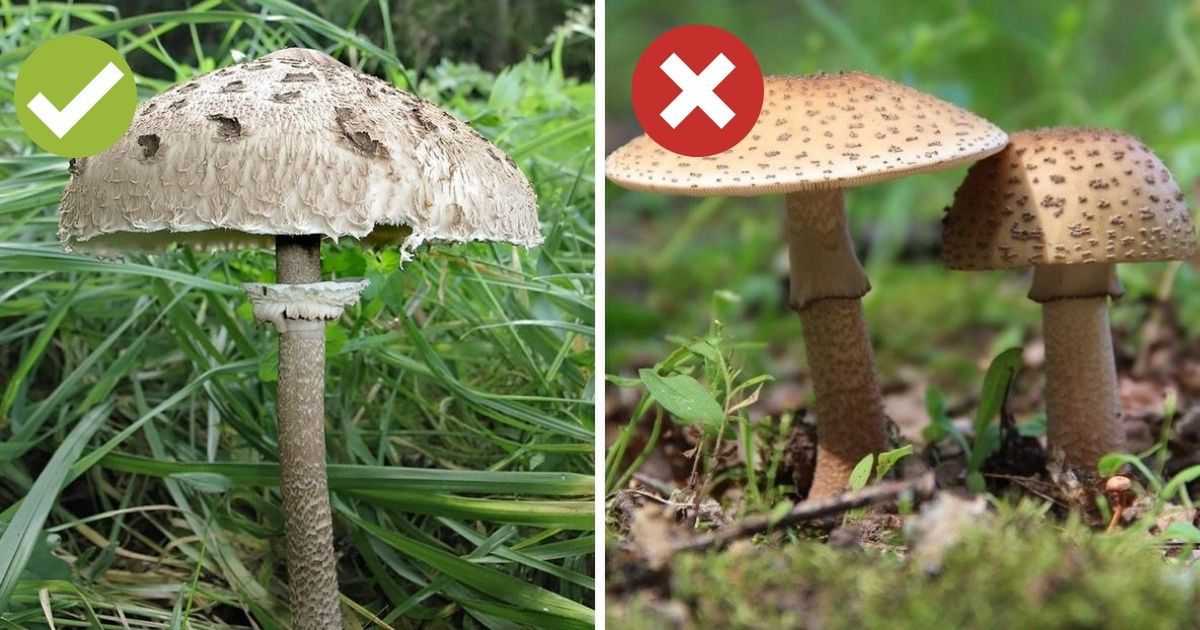 Kotlety z kani- Pyszności