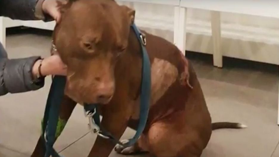 Pies walczy o życie.