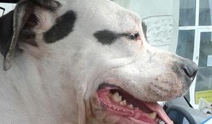 Zosia ze schroniska odnaleziona. Złodzieje zatrzymani