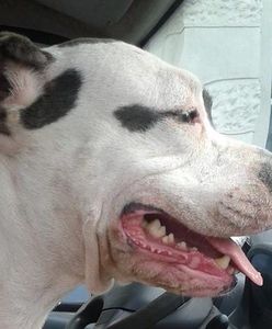 Zosia ze schroniska odnaleziona. Złodzieje zatrzymani