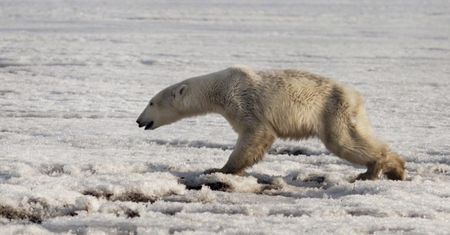 Szokujący skutek zmian klimatycznych. Niedźwiedź polarny na Kamczatce
