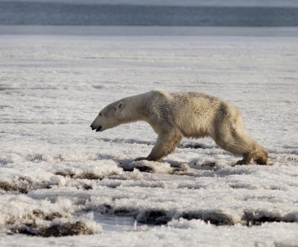 niedźwiedź polarny rosja zmiany klimatyczne