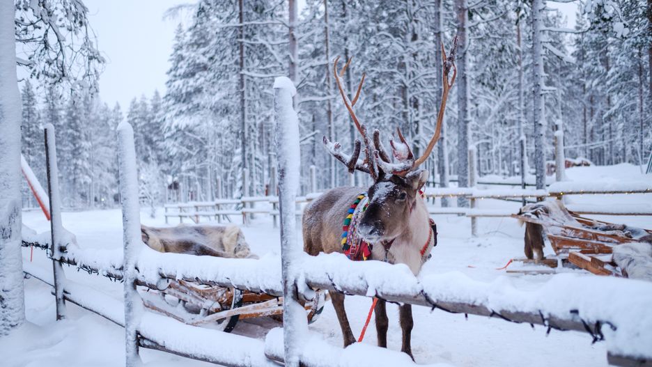 W lapońskiej wiosce spotkać będzie można renifery