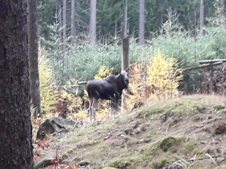 Łoś w Karkonoszach – prawdziwy przyrodniczy ewenement