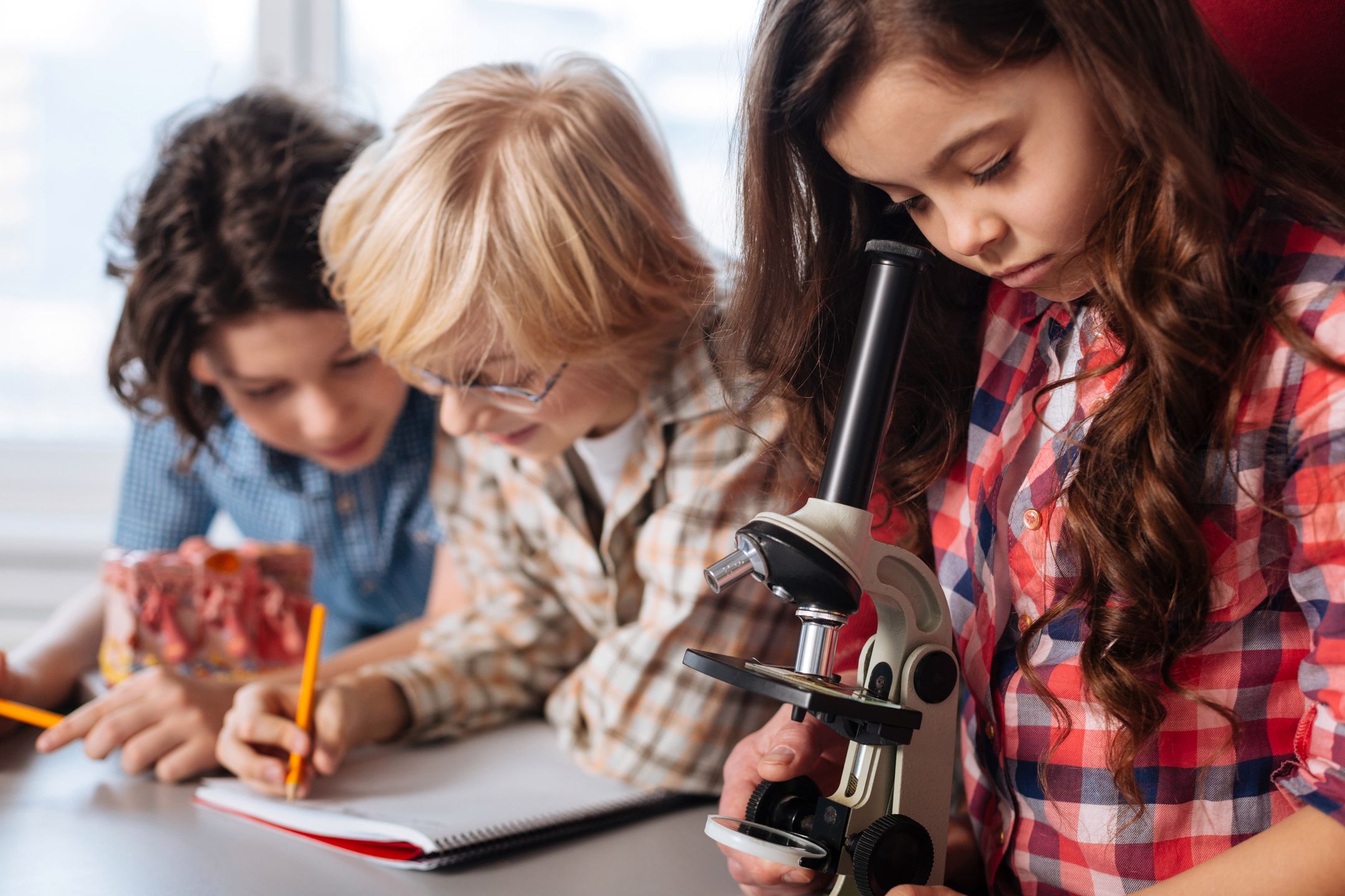 Serious approach. Focused determined clever girl using a microscope looking at the bacteria while her classmates writing down the data 