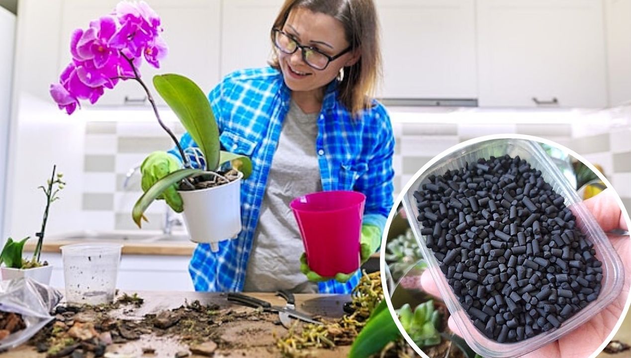 Węgiel aktywny może uratować Twoje rośliny. Koniecznie umieść go w doniczce