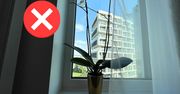 4 triki wujka ogrodnika. Zdradził mi je, kiedy kupowałem na swój parapet pierwszy kwiat