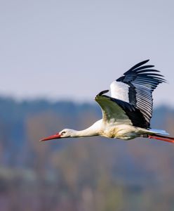 Wiosna 2019 - kiedy pierwszy dzień wiosny? Sprawdzamy, kiedy zacznie się kalendarzowa i astronomiczna wiosna
