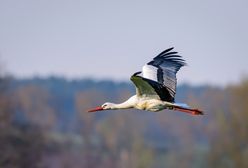 Wiosna 2019 - kiedy pierwszy dzień wiosny? Sprawdzamy, kiedy zacznie się kalendarzowa i astronomiczna wiosna