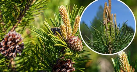 Oto na co są dobre młode pędy sosny. Zrobisz z nich leczniczy syrop