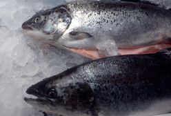 Norwegia. Miliony łososi padły z powodu kwitnienia alg. Ceny idą w górę