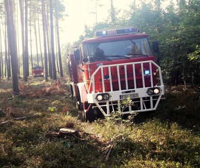 Strażacy gasili niezwykły pożar lasu. Płonęła tylko jedna sosna