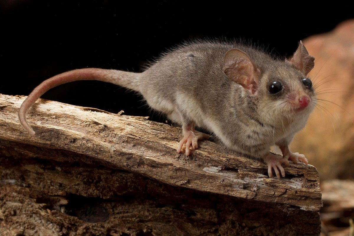 Ruszająca się pleśń okazała się najmniejszym ssakiem na świecie. Fot. Wikimedia Commons