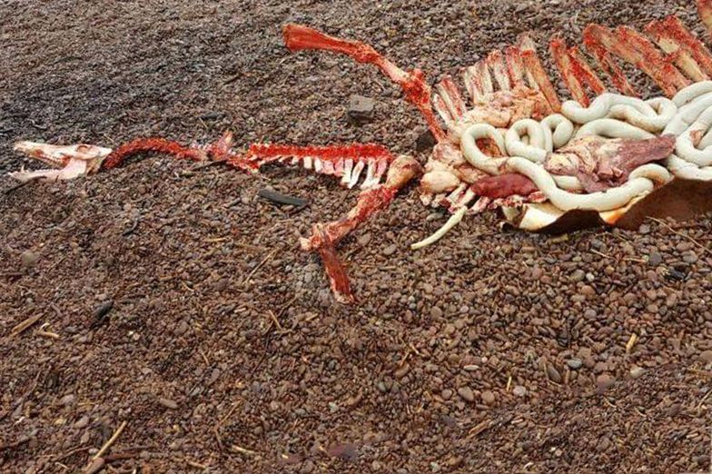 Potwór z Loch Ness nie żyje? Tajemniczy szkielet na brzegu