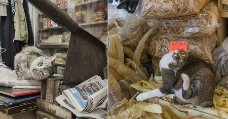 W tych sklepach to koty są "menadżerami". Klienci zachwyceni