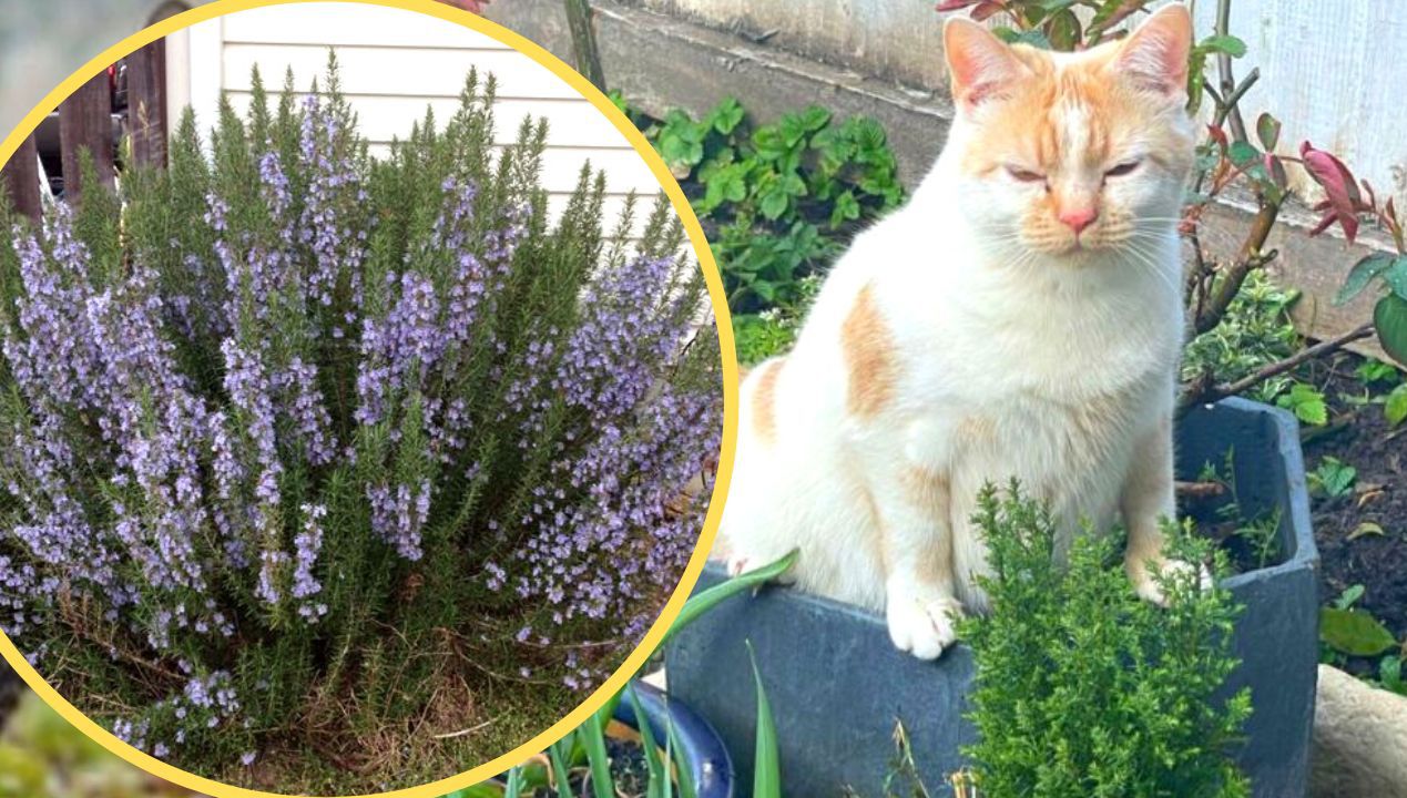 Nie mam problemu z kotami sąsiadów w ogrodzie, odkąd mam tą roślinę. Omijają nas szerokim łukiem