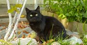 Zamiast wyrzucać, rozsyp w ogrodzie. Kot już więcej się w nim nie załatwi