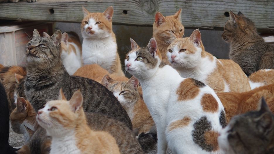 Czy zastanawiałeś się kiedyś dlaczego twój kot mruczy?