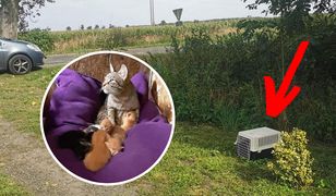 Boguszyce. Kotka i osiem kociąt porzuconych przy drodze. A obok... pudełko z karmą