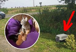 Boguszyce. Kotka i osiem kociąt porzuconych przy drodze. A obok... pudełko z karmą