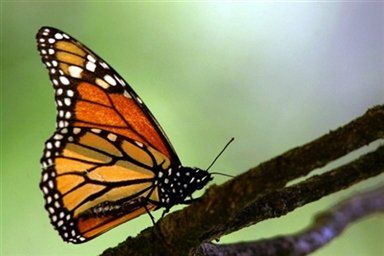 Peru zajmie się handlem motylami