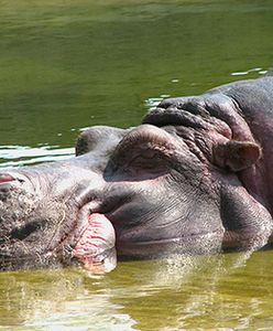 Rozszalały hipopotam zaatakował