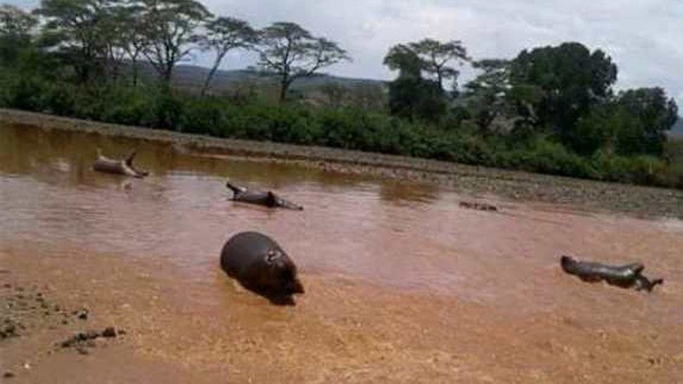 hipopotamy etiopia