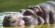 Rozszalały hipopotam zaatakował