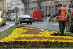 Legnica. "Stał w deszczu i podlewał kwiaty. Bezmyślne"