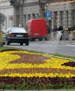 Legnica. "Stał w deszczu i podlewał kwiaty. Bezmyślne"